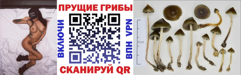 kraken маркетплейс  даркнет сайт  Приозерск  Псилоцибиновые грибы MAGIC MUSHROOMS 